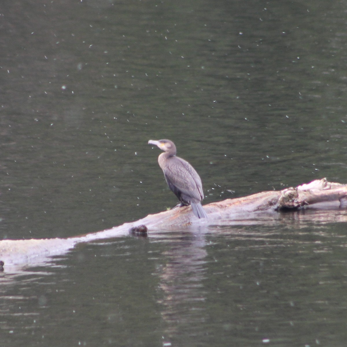 Great Cormorant - ML645057570