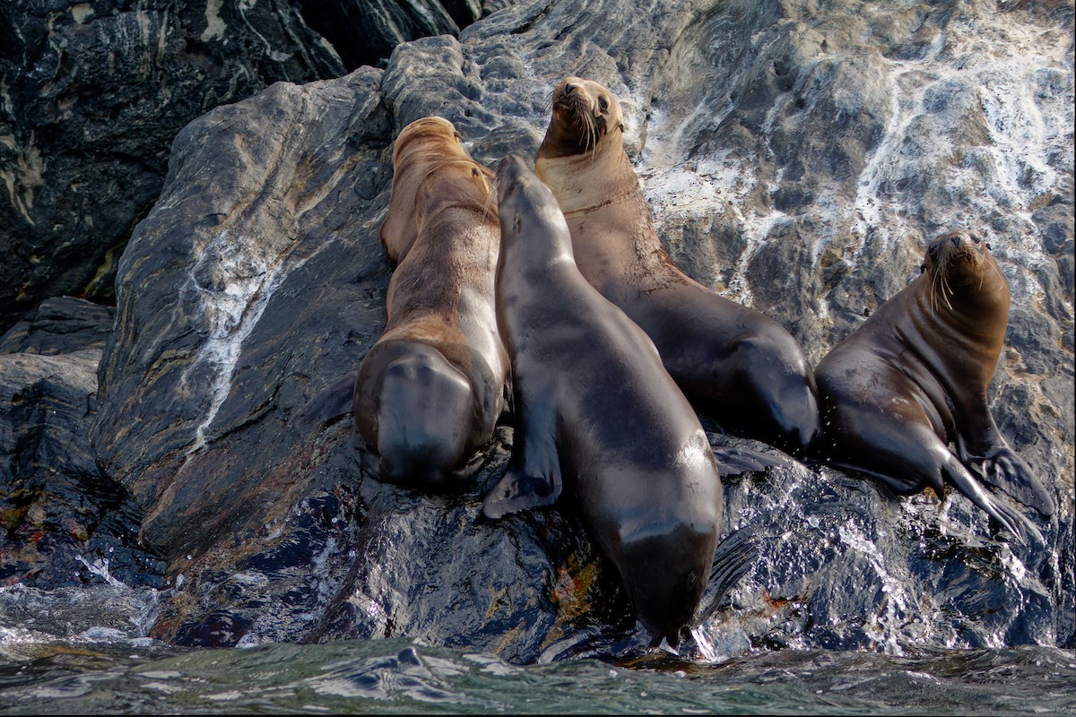 California Sea Lion - ML645057576