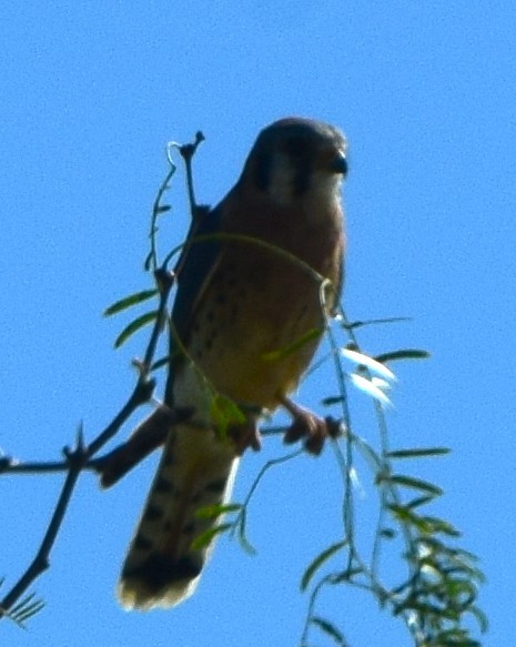 American Kestrel - ML645057581
