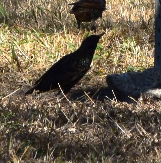 European Starling - ML645057589