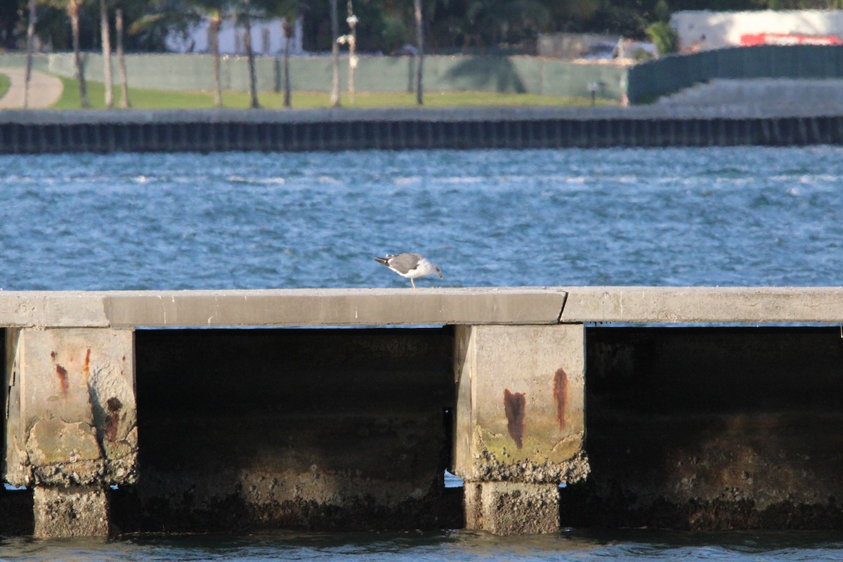 Lesser Black-backed Gull - ML645057592