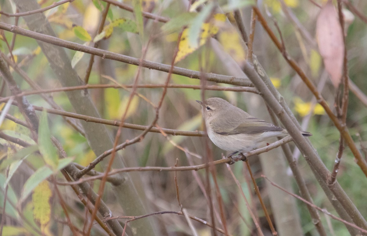 Common Chiffchaff (Siberian) - ML645057606