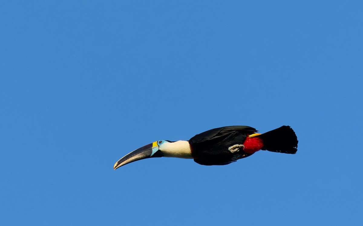 White-throated Toucan (Cuvier's) - ML645057607