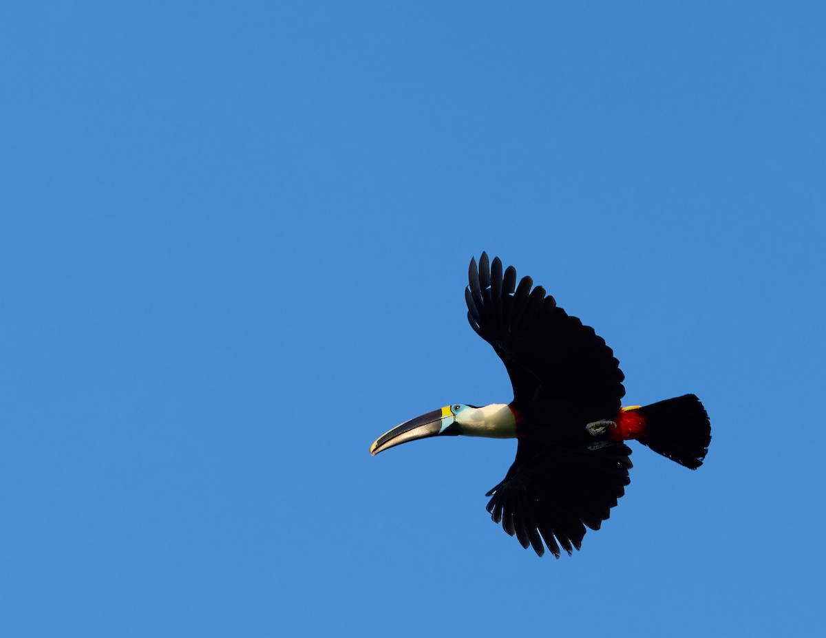 White-throated Toucan (Cuvier's) - ML645057608