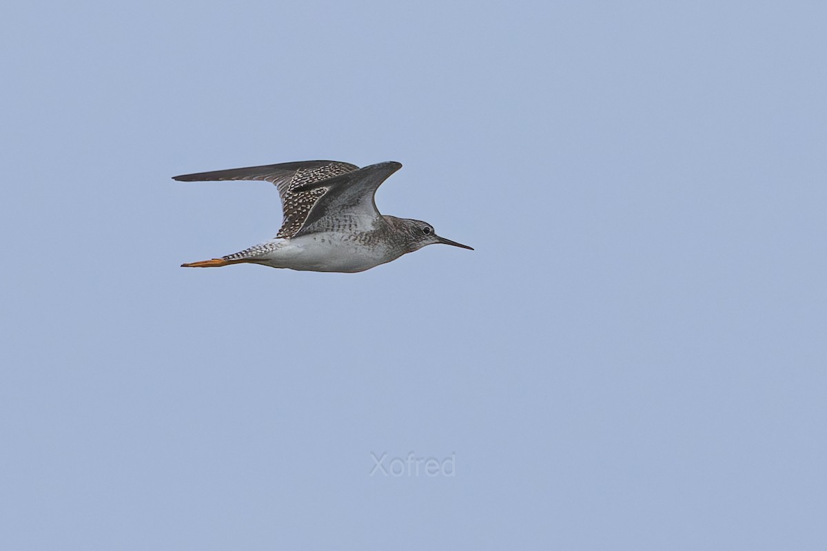 Lesser Yellowlegs - ML645057611
