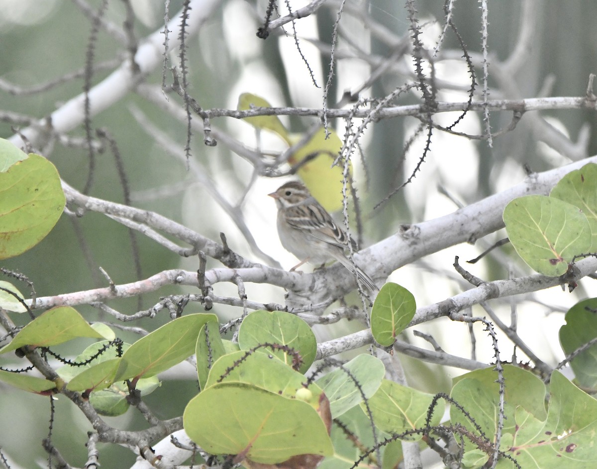 Clay-colored Sparrow - ML645057616