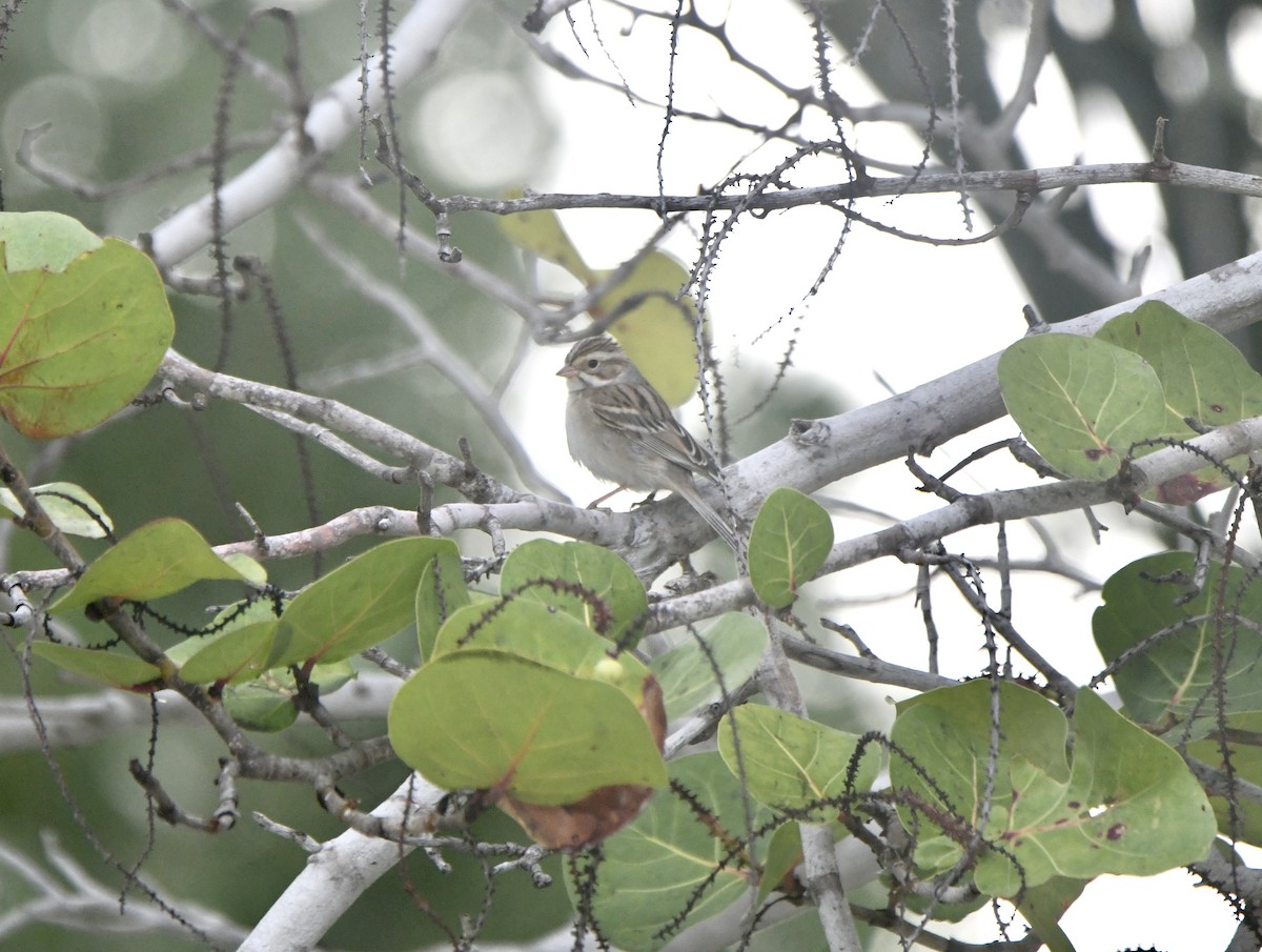 Clay-colored Sparrow - ML645057617