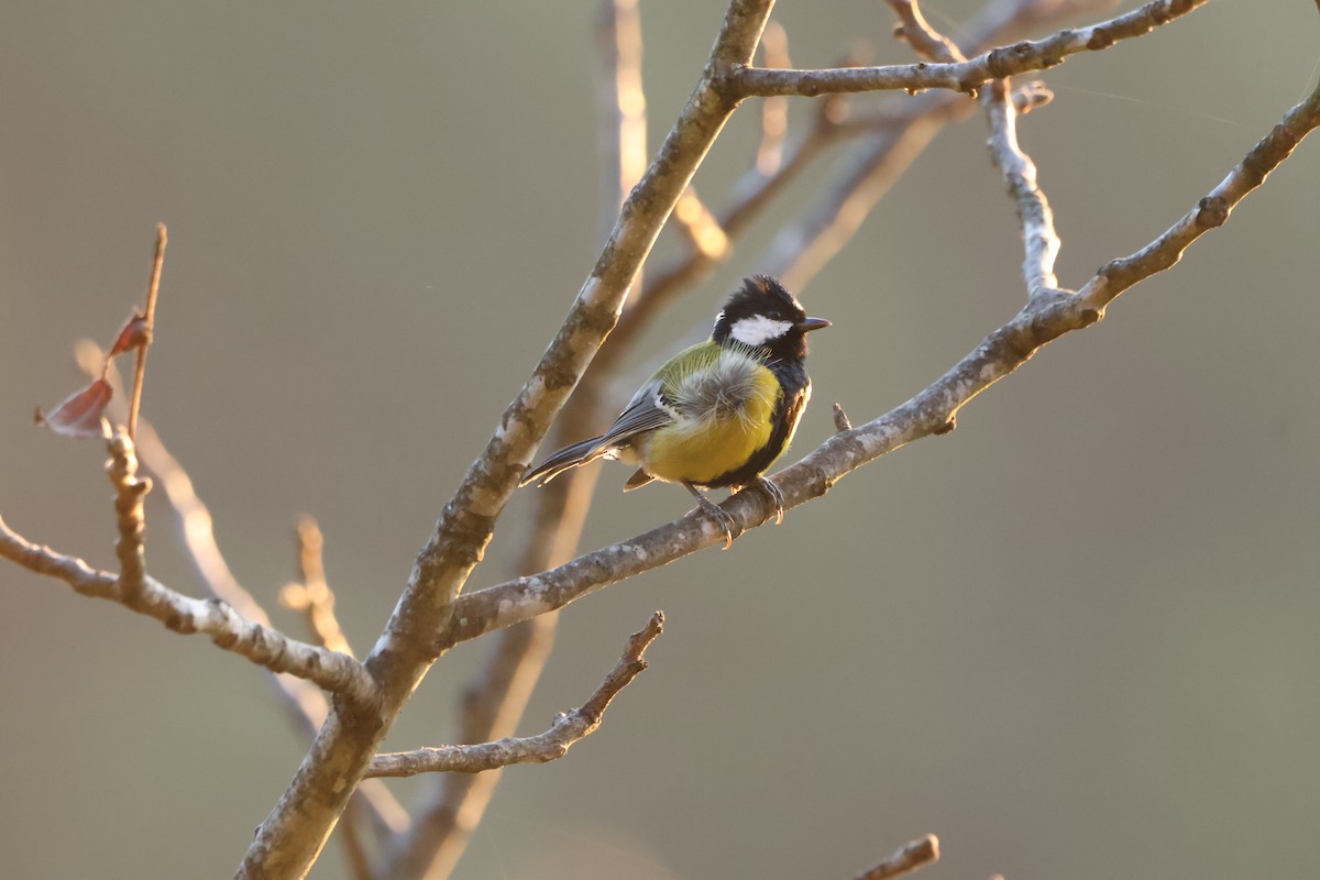 Carbonero Dorsiverde - ML645057630