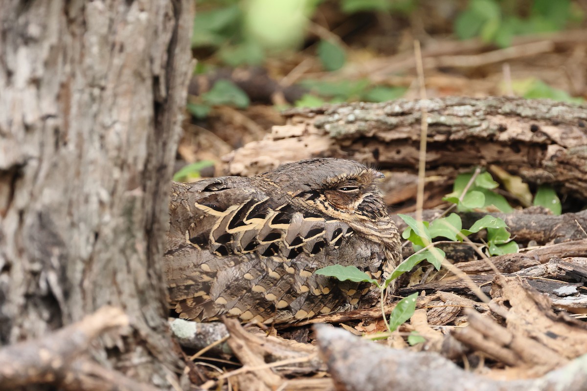 Пораке - ML645057649