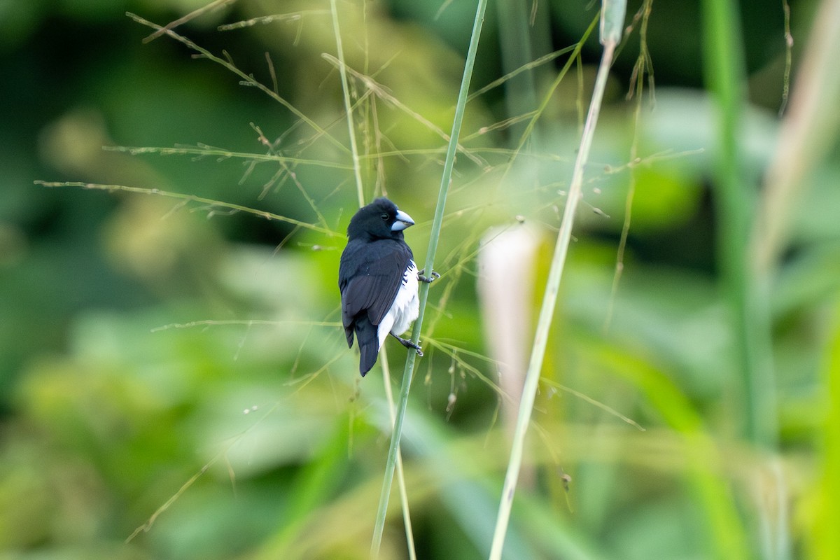 クロシチホウ - ML645057656