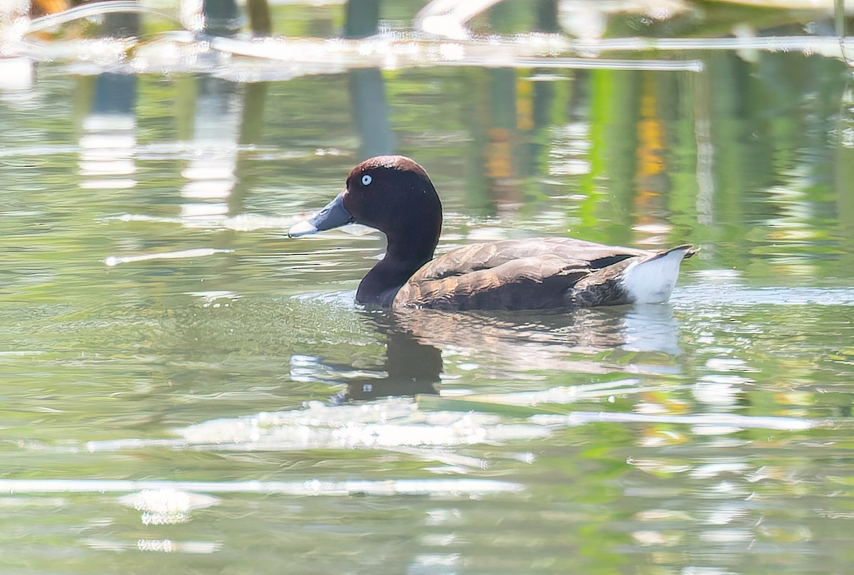 Hardhead - ML645057659