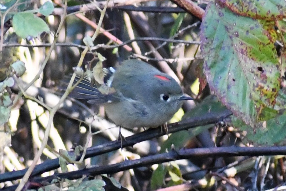 Ruby-crowned Kinglet - ML645057677