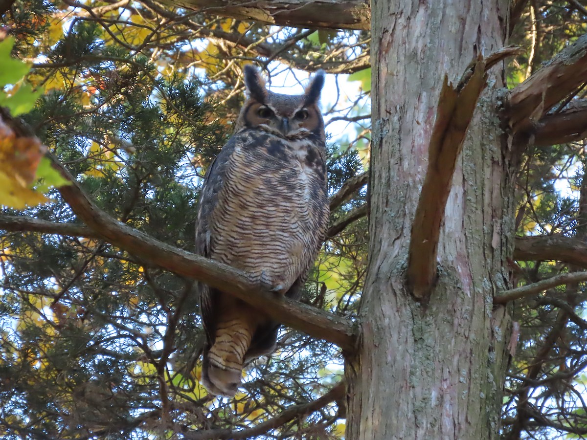 Great Horned Owl - ML645057683