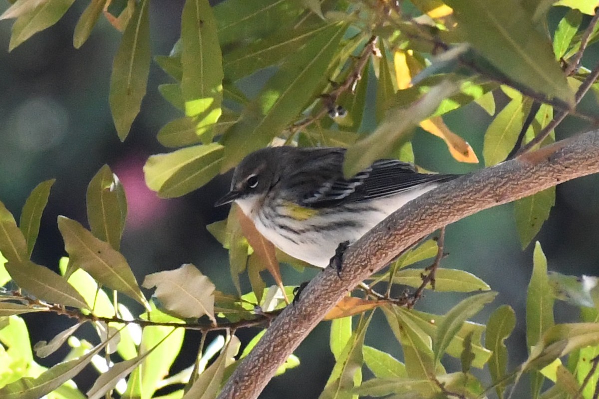Yellow-rumped Warbler (Myrtle) - ML645057694