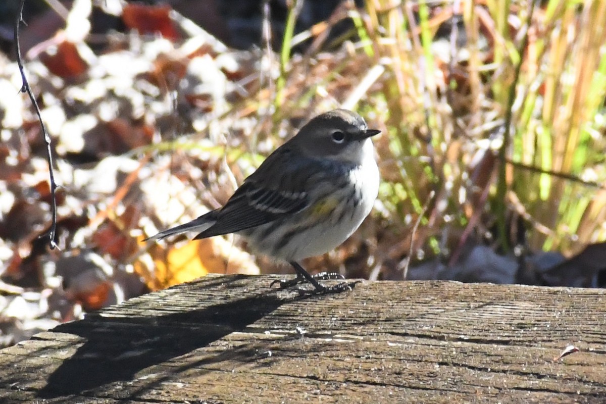 Yellow-rumped Warbler (Myrtle) - ML645057695