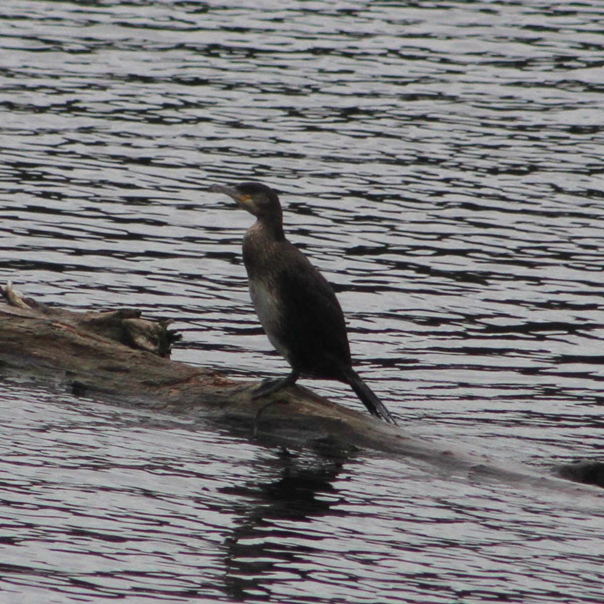 Great Cormorant - ML645057698