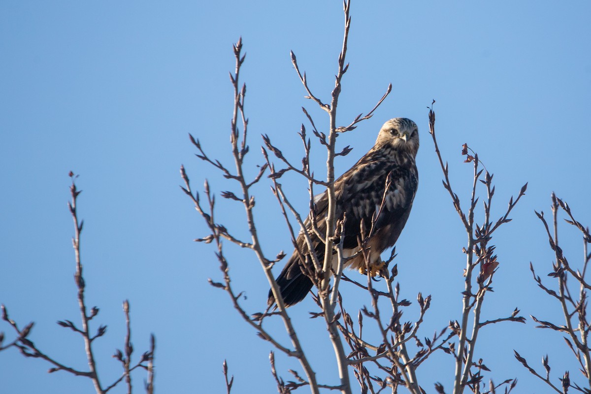 Rough-legged Hawk - ML645057699