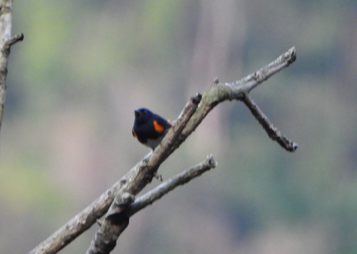 Горихвостковая древесница - ML645057700