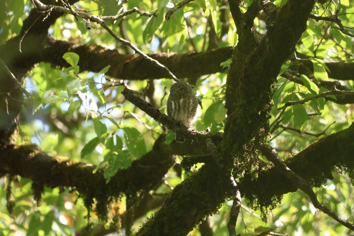 Collared Owlet - ML645057706