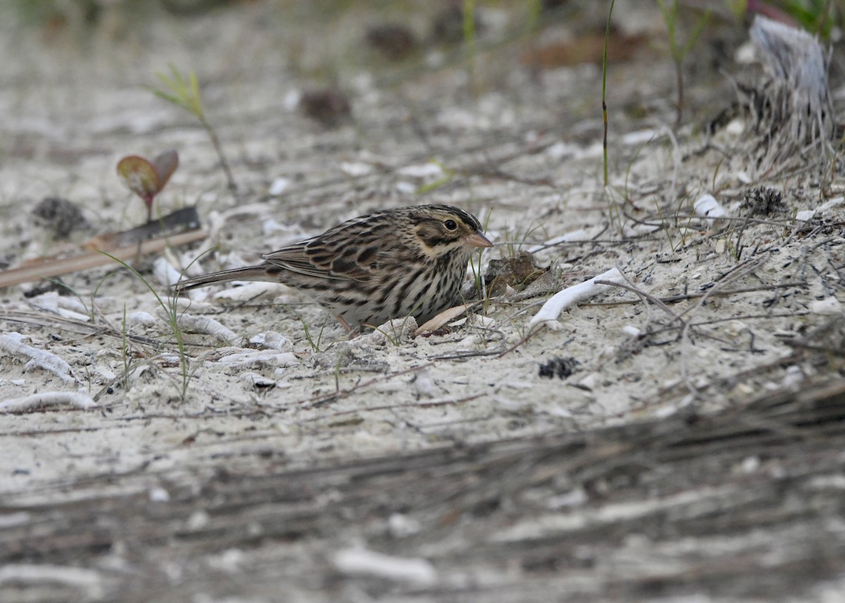 Savannah Sparrow - ML645057712