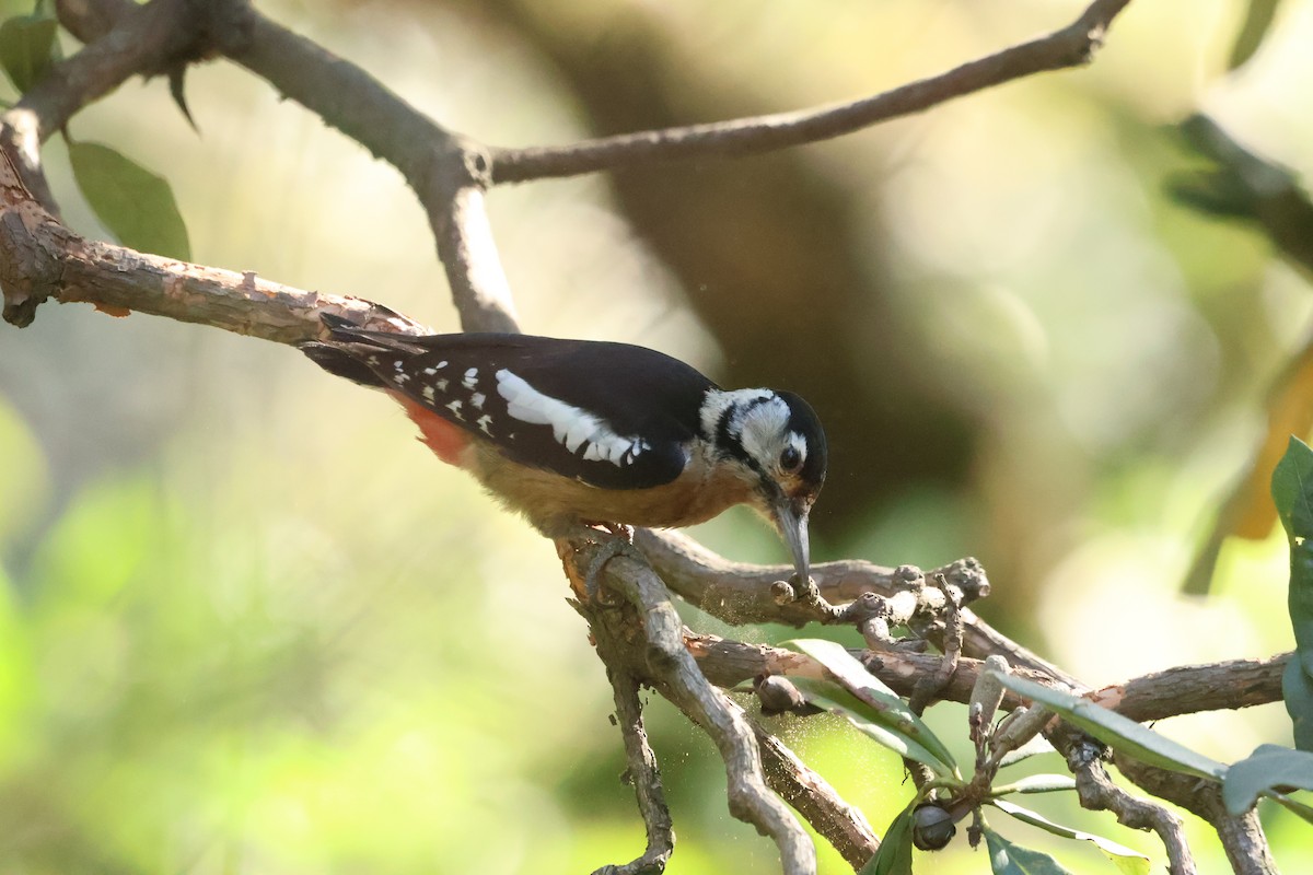 Himalayan Woodpecker - ML645057717