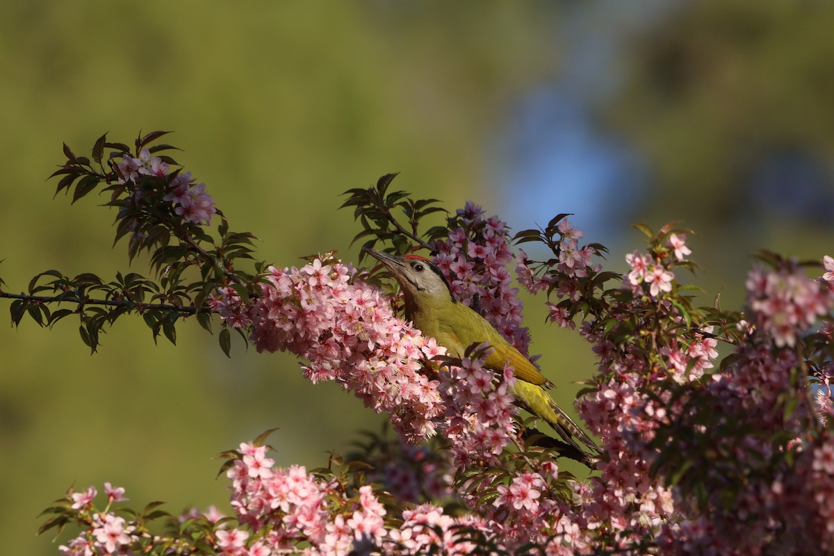Gray-headed Woodpecker - ML645057720