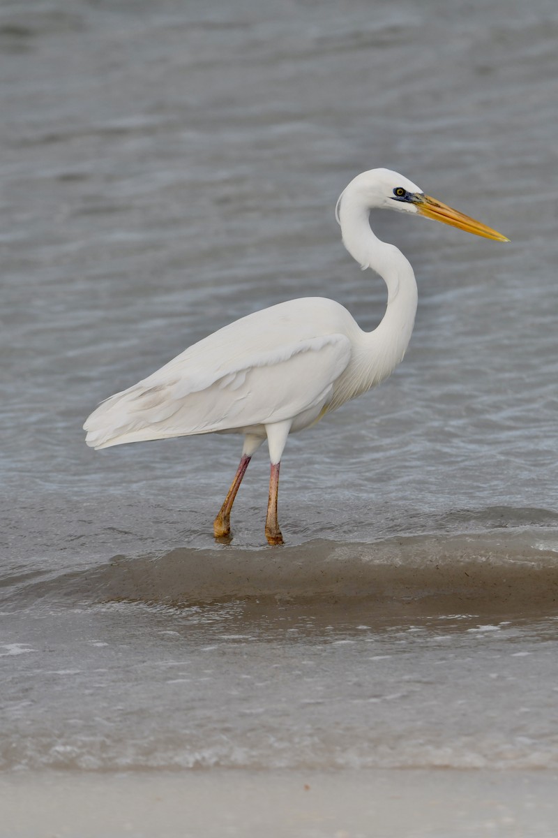 Great Blue Heron (Great White) - ML645057723
