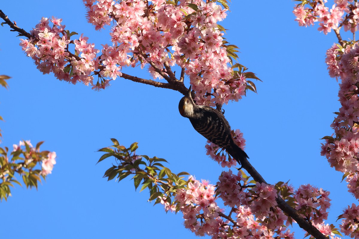 Brown-fronted Woodpecker - ML645057724