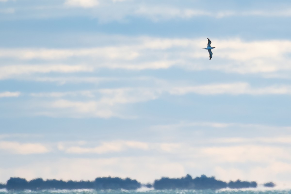 Northern Gannet - ML645057725