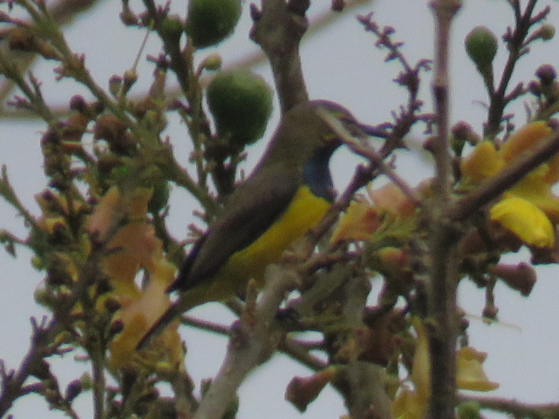 Sahul Sunbird - ML645057726