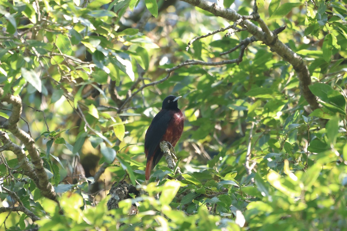 Maroon Oriole - ML645057728