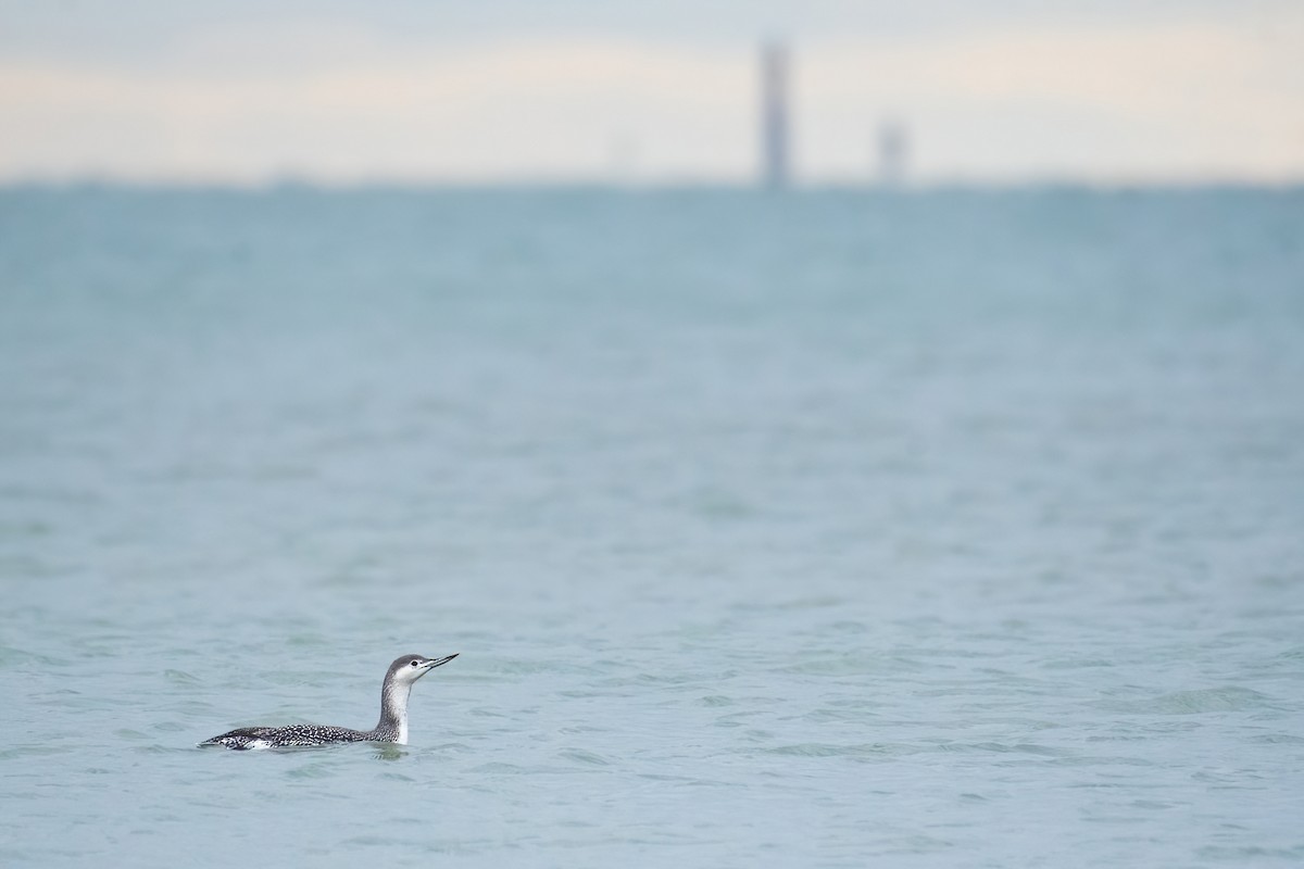 Red-throated Loon - ML645057732