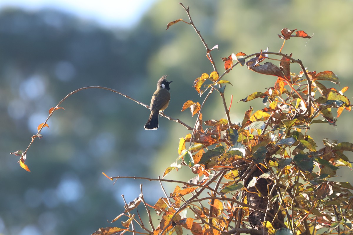 Himalayan Bulbul - ML645057738