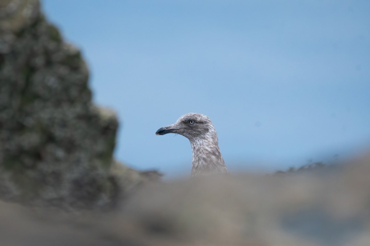American Herring Gull - ML645057742