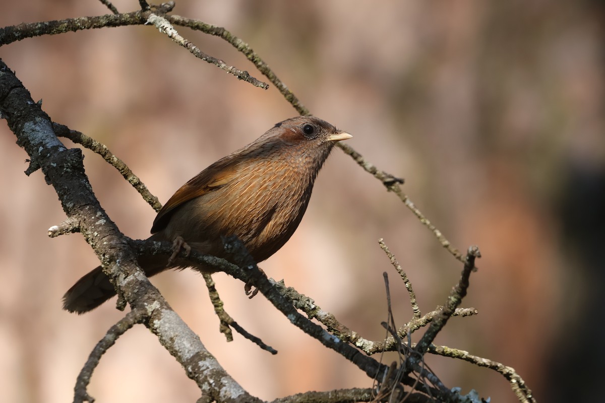 Garrulaxe barré - ML645057744