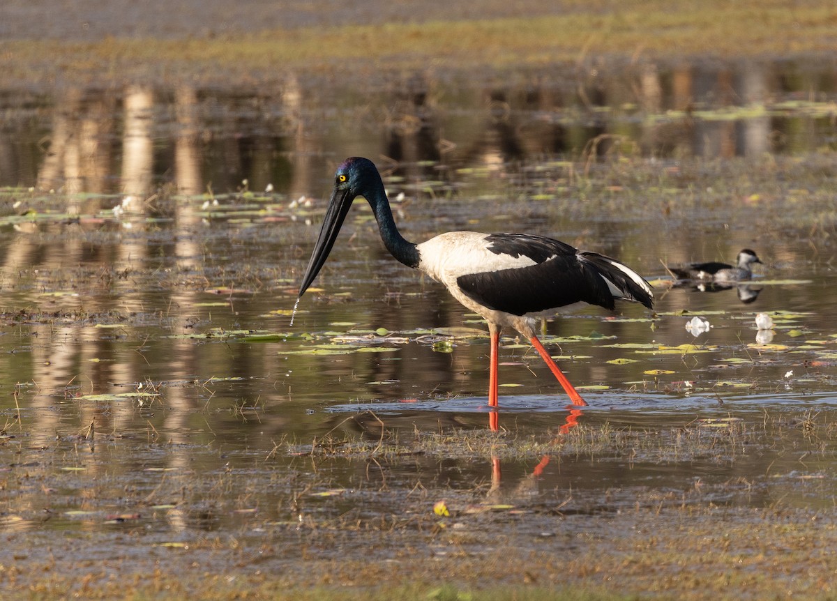 čáp černokrký - ML645057747