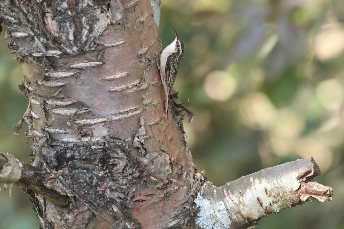 Bar-tailed Treecreeper - ML645057752