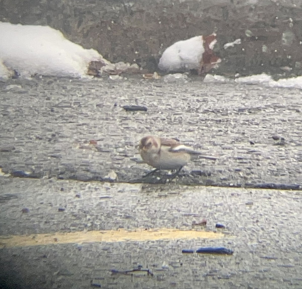 Snow Bunting - ML645057754