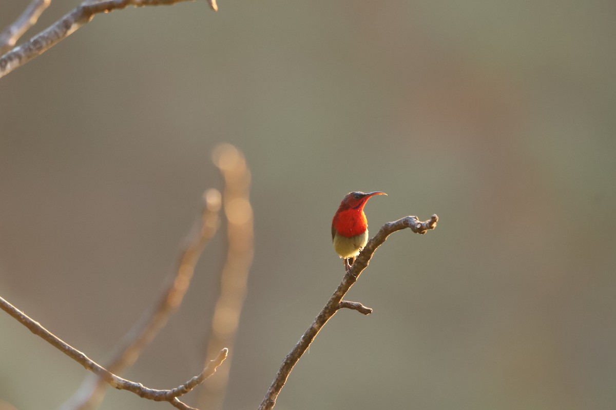 Crimson Sunbird - ML645057755