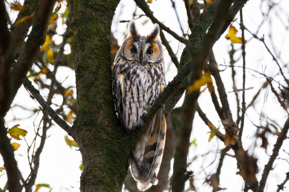Long-eared Owl - ML645057764