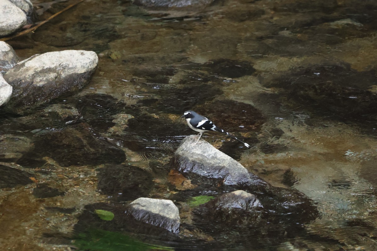 Slaty-backed Forktail - ML645057773