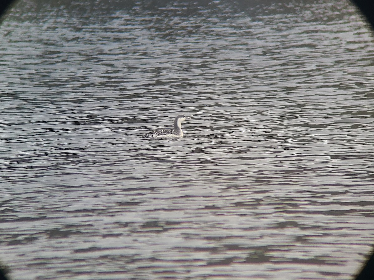 Strolaga minore - ML645057783