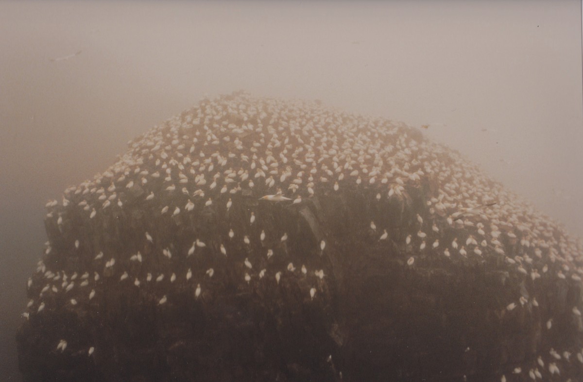 Northern Gannet - ML645057804