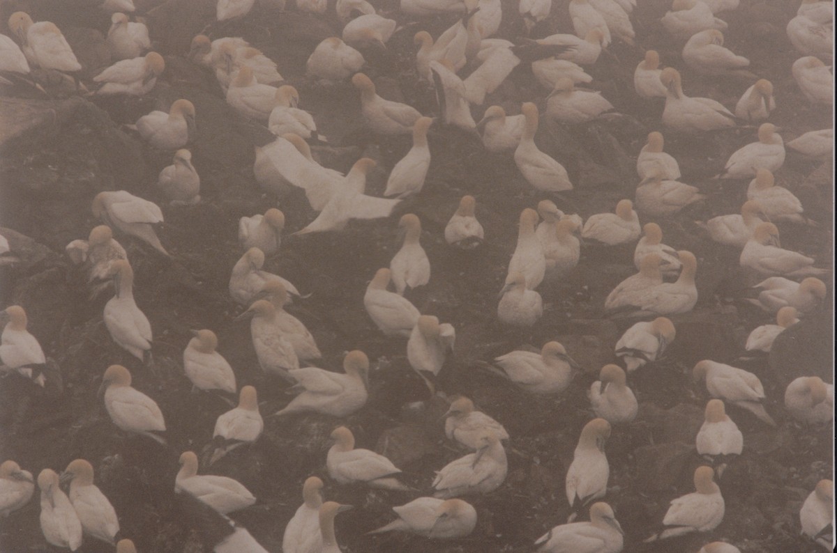 Northern Gannet - ML645057805