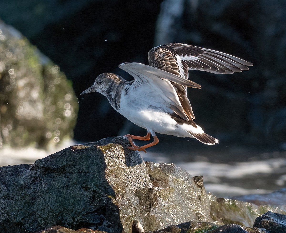 kamenáček pestrý - ML645057819