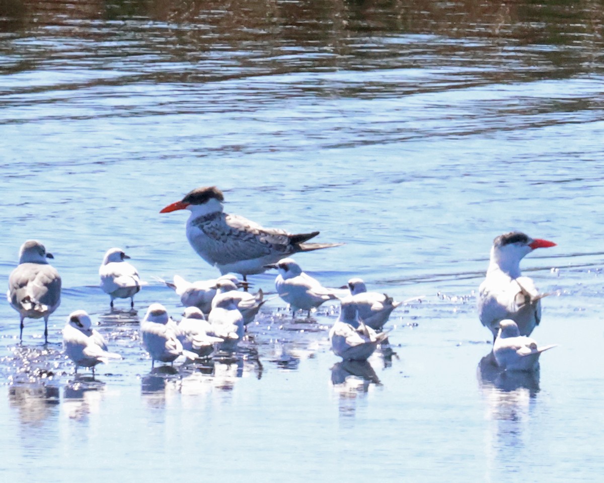 Caspian Tern - ML645057828