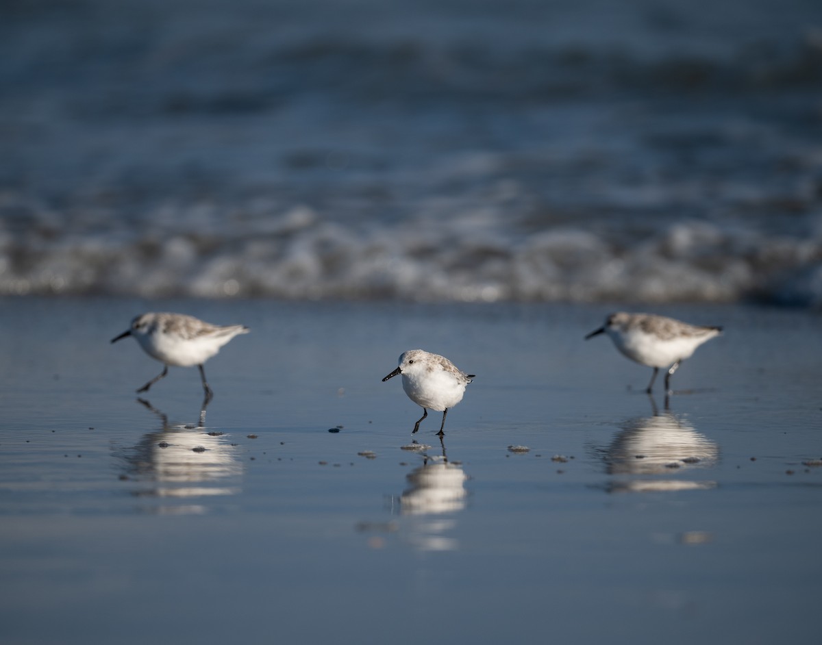 jespák písečný - ML645057831