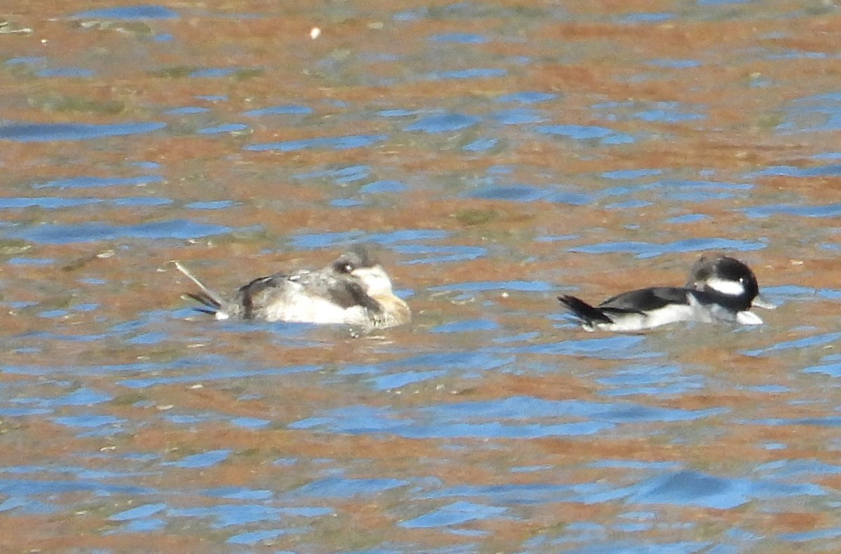 Ruddy Duck - ML645057834