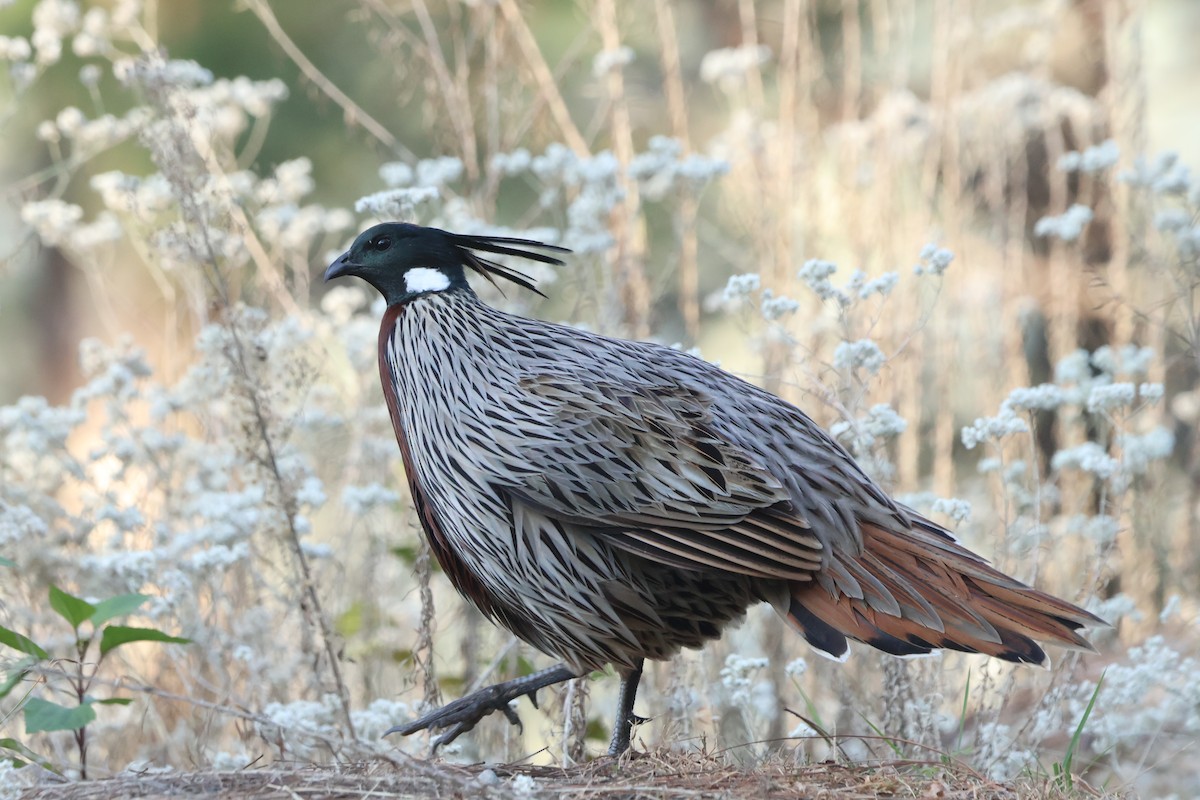 bažant chocholatý - ML645057836