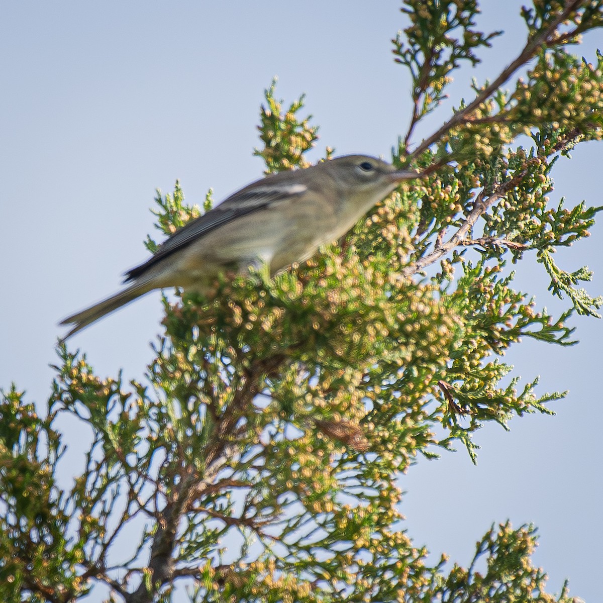 סבכון אורנים - ML645057841